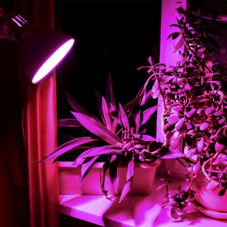 Żarówka LED Filament 8W 1200K E27 uprawa roślin VLE-A60FF-08271